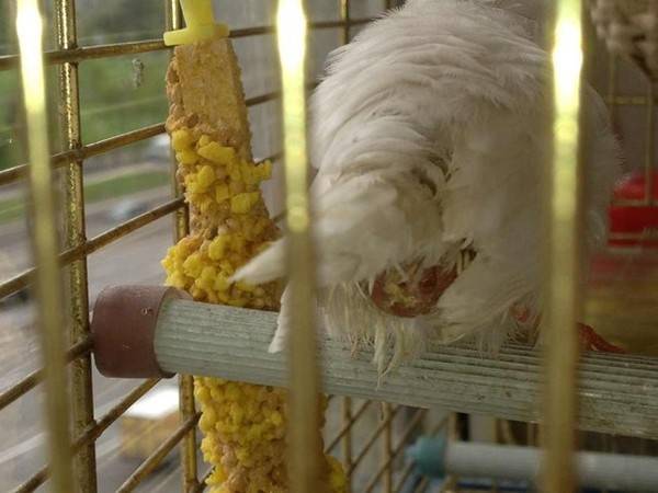 Задержка кладки яиц у попугаев: что нужно знать владельцу