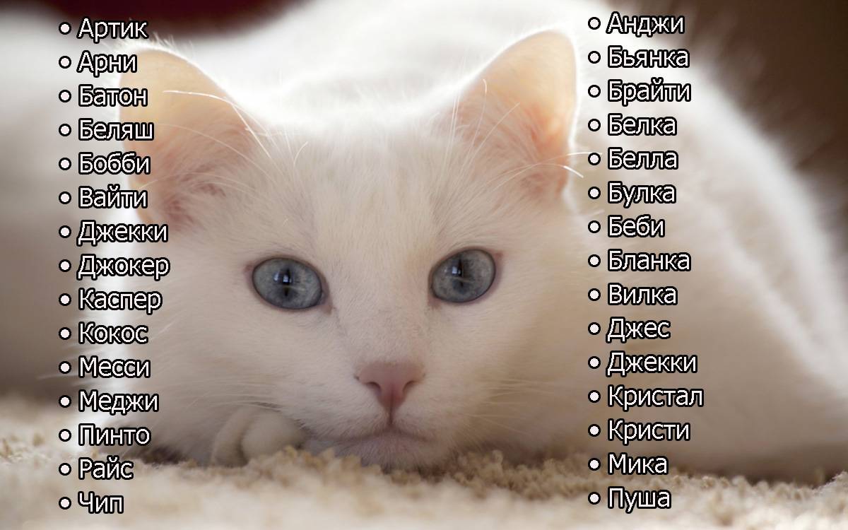 Смешные клички для кошек | веселое имя для кошки