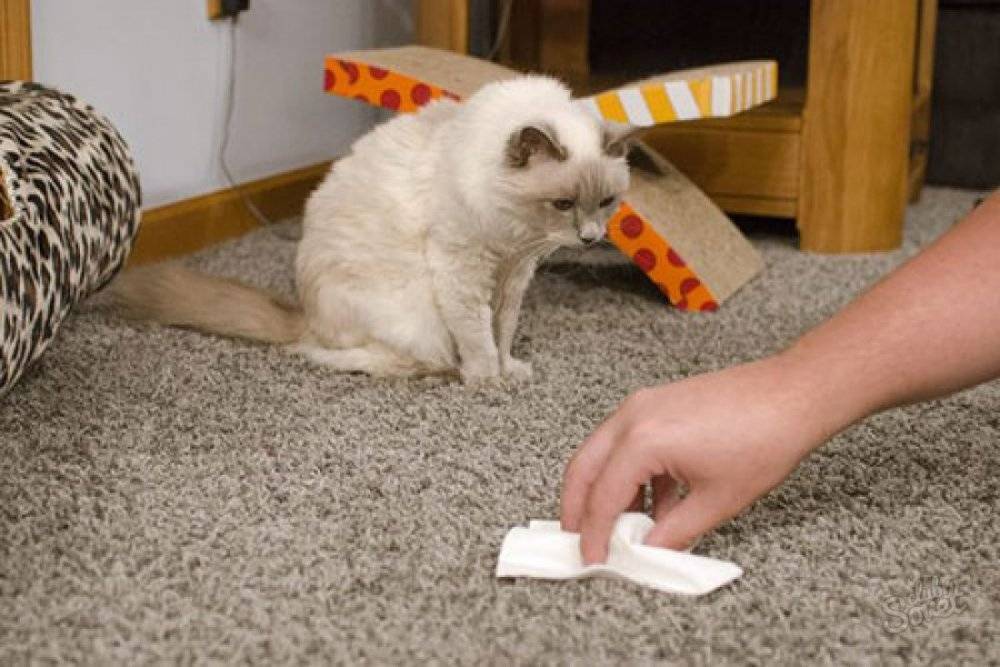 Что делать, если кот метит в квартире?