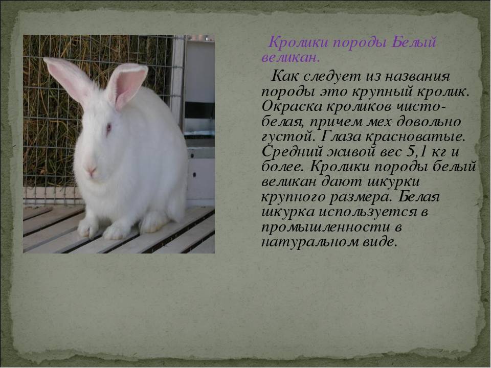 Кролик белый паннон — описание породы, характеристика, особенности содержания и разведения