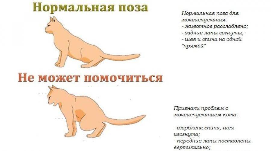 Нормальный котенок. Мочекаменная болезнь у котов симптомы. Нормальная поза кот. Поза кошки при мочеиспускании.