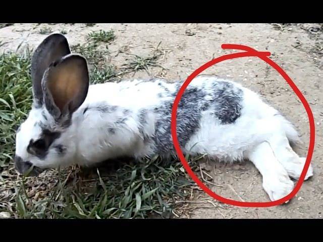 Паралич задних лап у кролика - у кролика отказали задние лапы причины