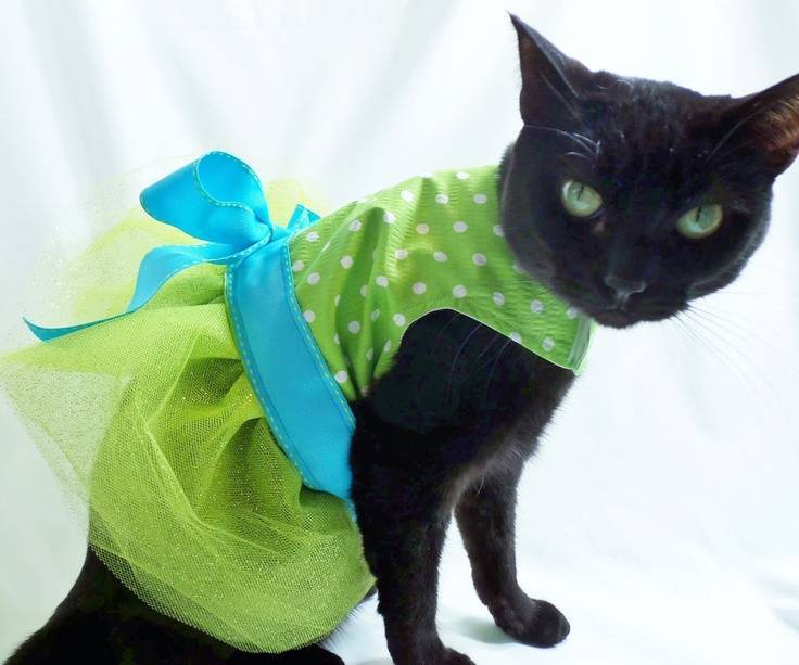 Мастер-класс смотреть онлайн: вяжем одёжку для кошки крошки