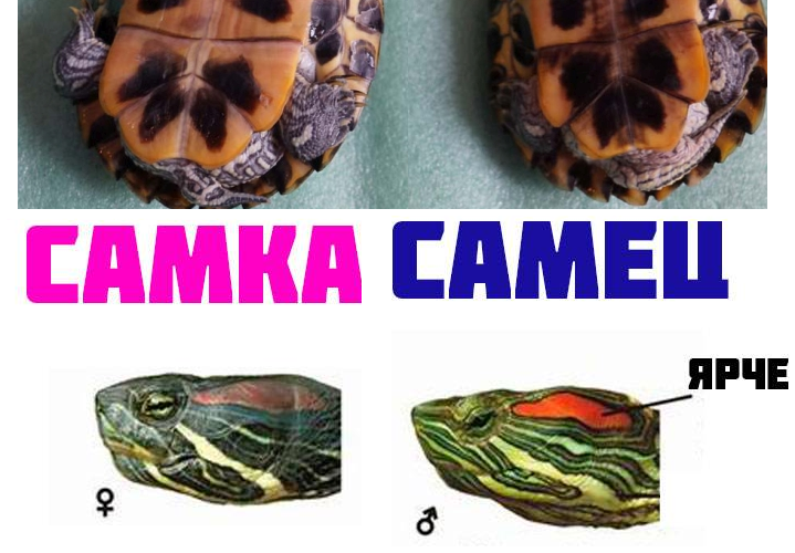 Как определить пол красноухой черепахи маленькой или большой