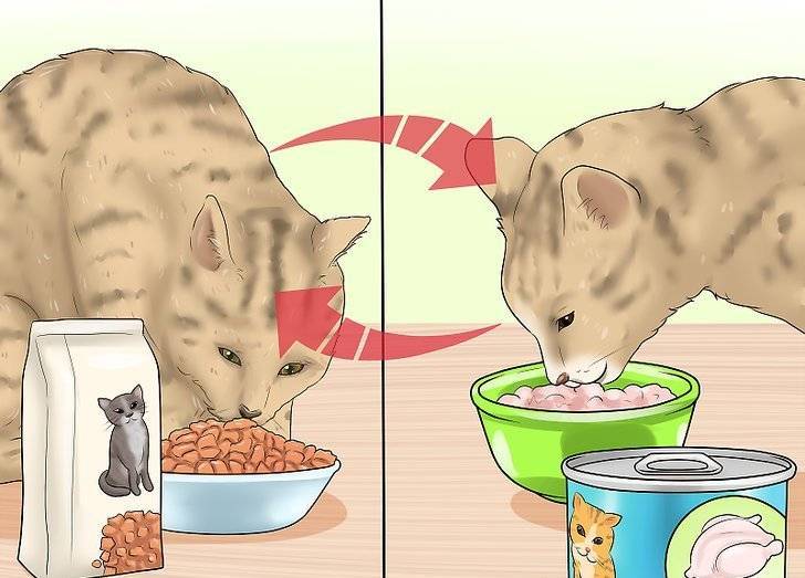 Чем кормить кошку после родов, чтобы было молоко: питание при лактации
