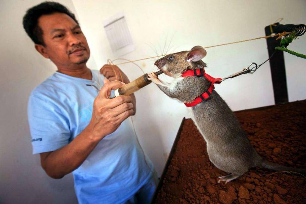 Гамбийская хомяковая крыса, или сумчатая крыса екатеринбург, звери 2021  год