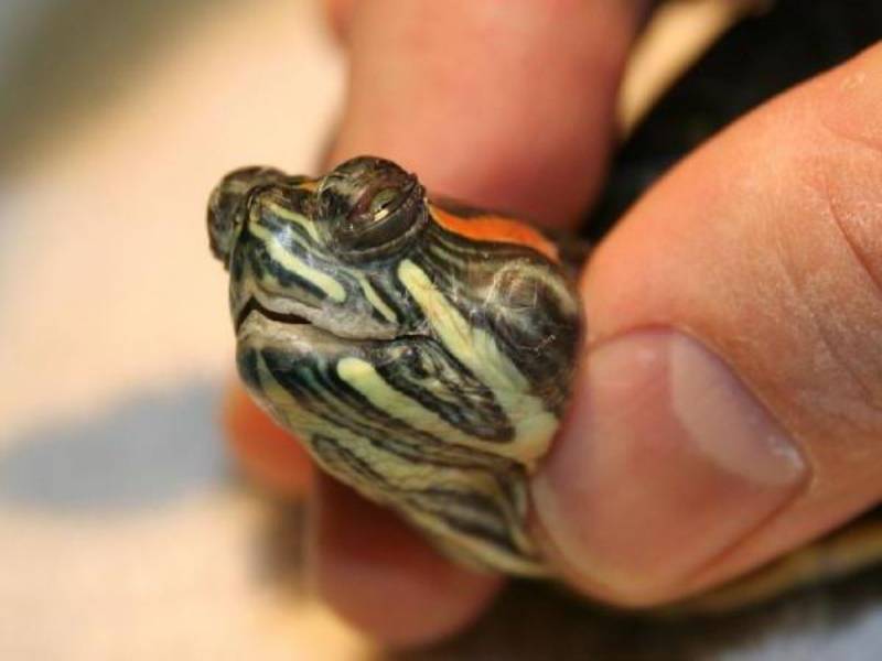 Как лечить глаза красноухим черепахам. причины заболевания