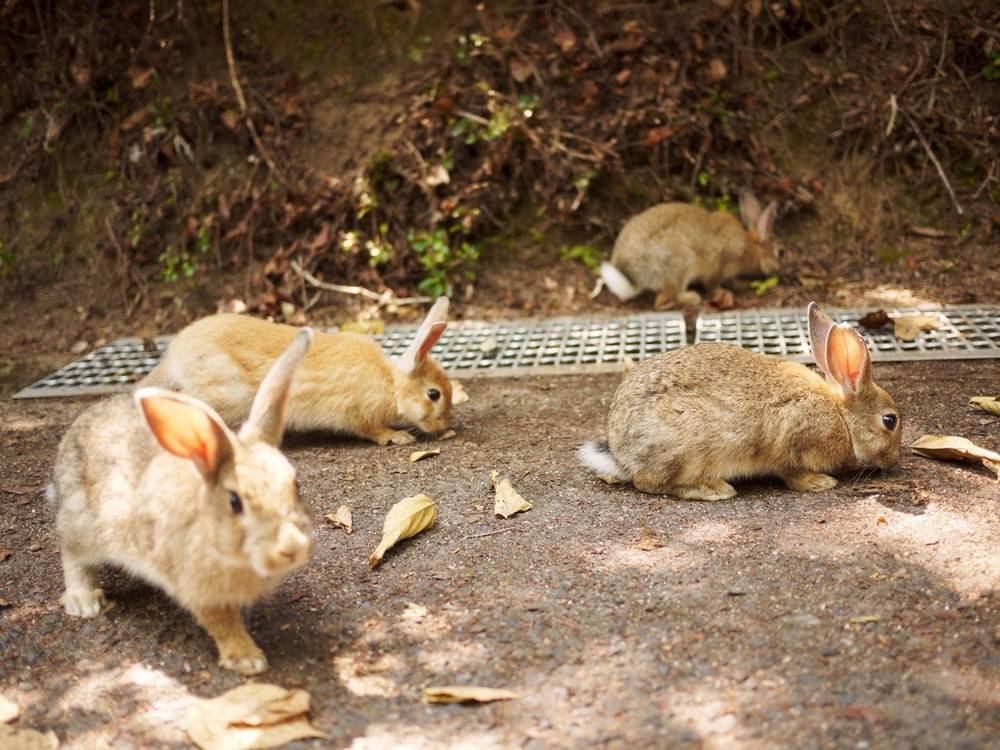 Дикие кролики. жизнь и повадки. | кролики. разведение и содержание в домашних условиях