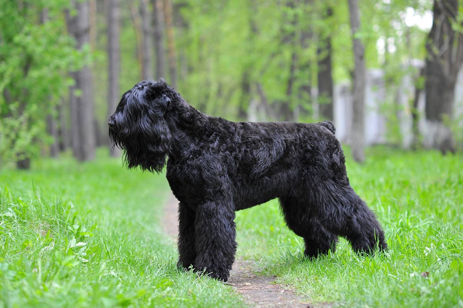 Фото собаки терьер русский черный терьер