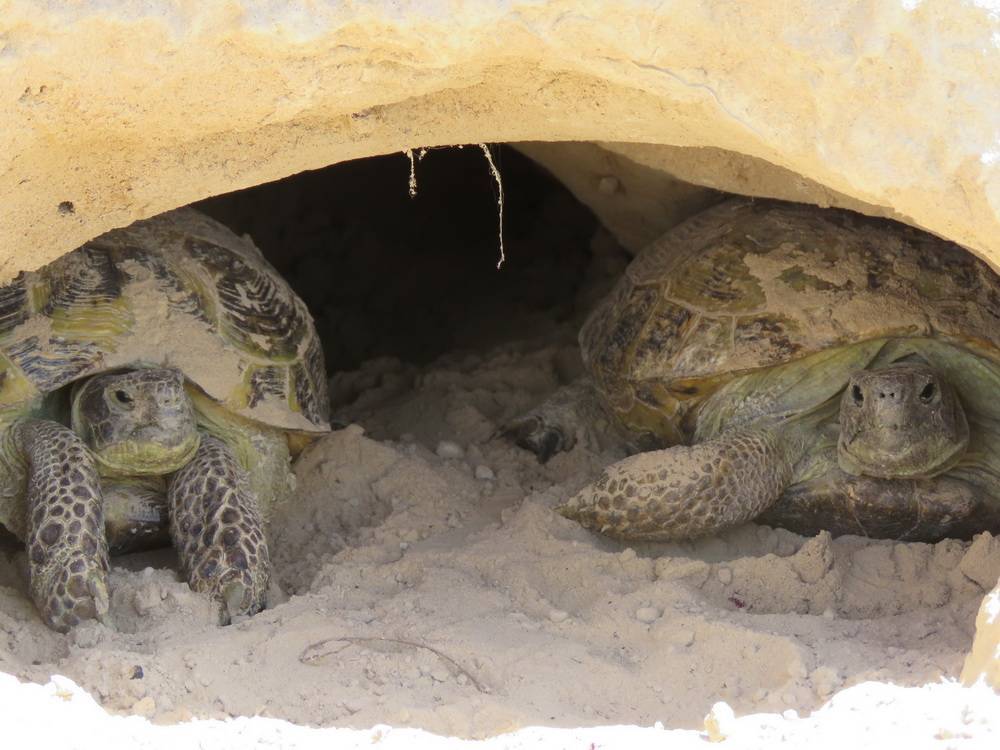 Спячка сухопутной черепахи. Среднеазиатская Степная черепаха. Среднеазиатская черепаха. Среднеазиатская сухопутная черепаха. Черепашонок среднеазиатской черепахи.