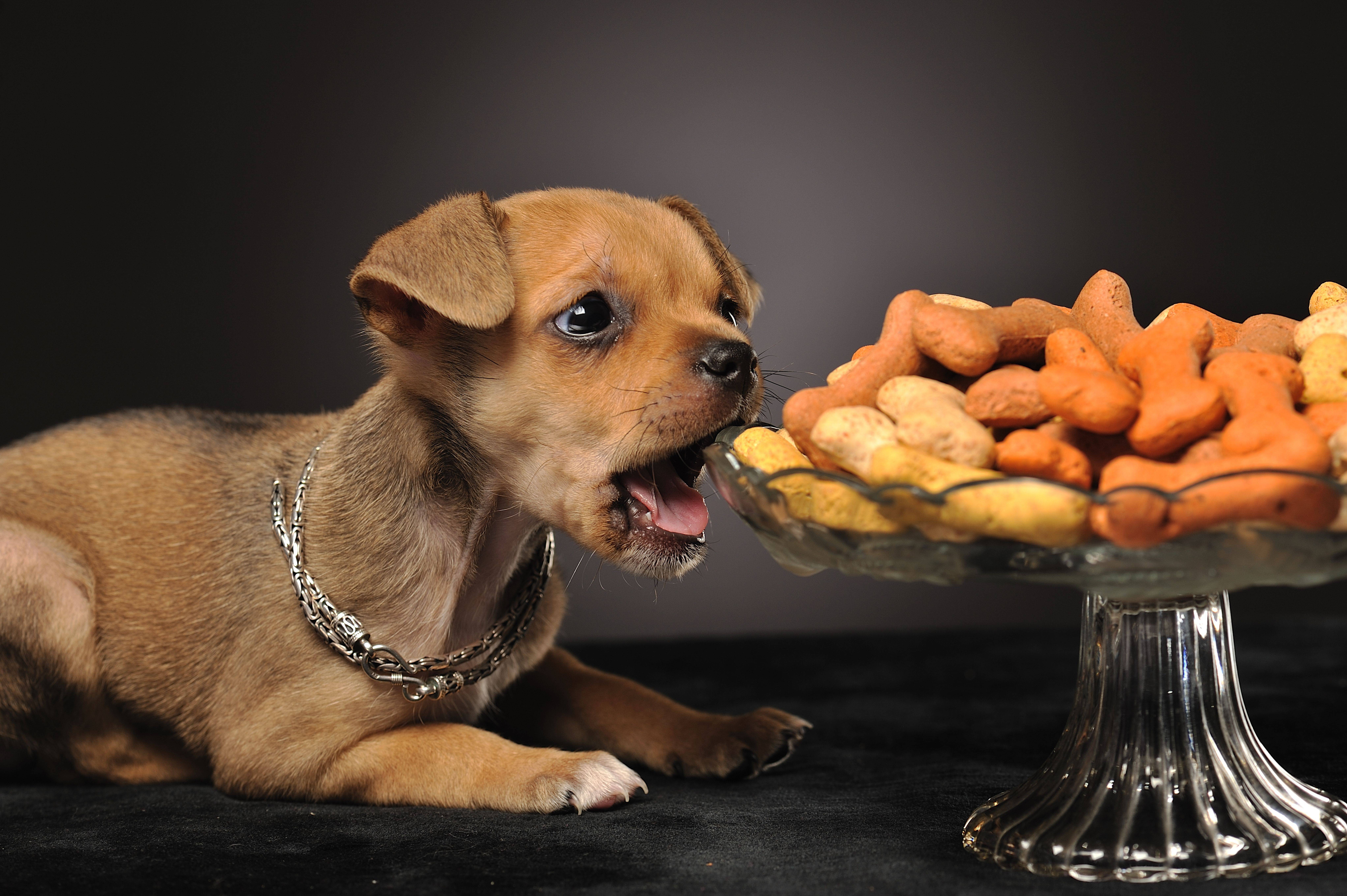Кормить собаку печенью. Еда для собак. Собака кушает. Собака ест лакомство. Животные и еда.