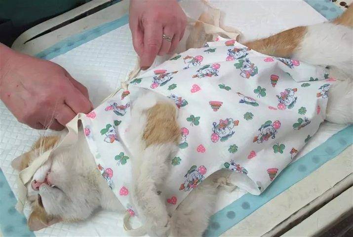 Сколько кошке ходить в бандаже после стерилизации: когда можно снять