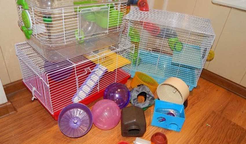 Плюсы и минусы домашних крыс: стоит ли заводить животное дома, содержание декоративных зверьков в квартире