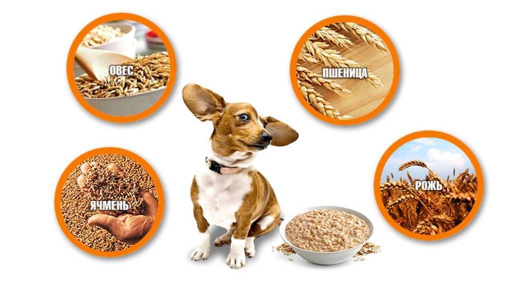 Перечень разрешенных круп для собак: какие каши можно варить и давать
