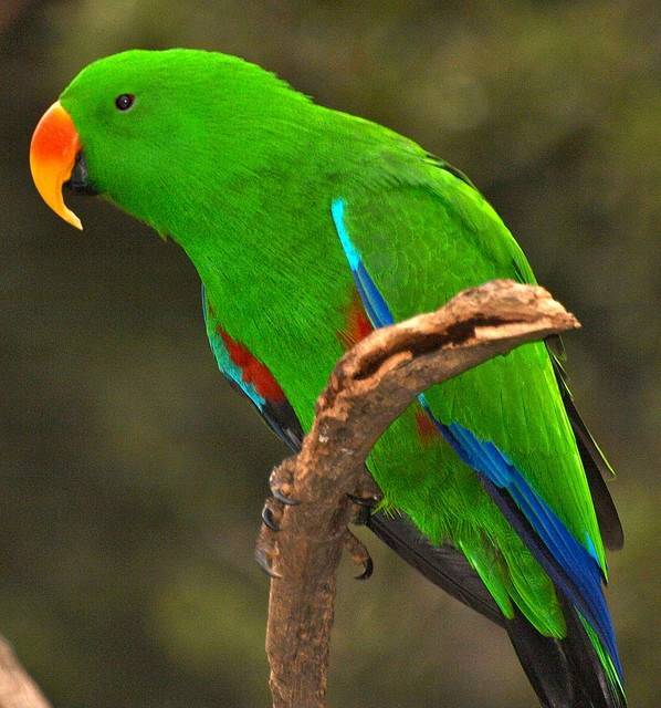Благородный попугай (эклектус) - описание вида