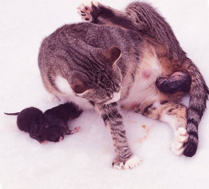 Почему коты убивают своих котят? плохая репутация котов, сексуально озабоченные коты уничтожают выводок котят, ложное возбуждение кошки течка после родов, сексуальный сигнал, мертвые котята поедаются