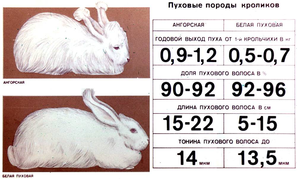Как определить возраст кроликов. учимся определять возраст кроля