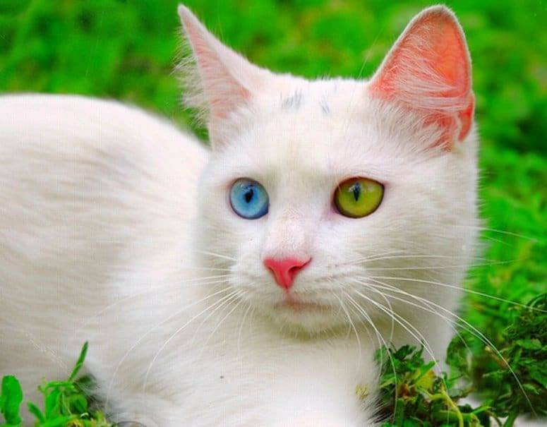 Магия кошки. белый и черный питомец - кошки, магия кошки, черные кошки, белые кошки