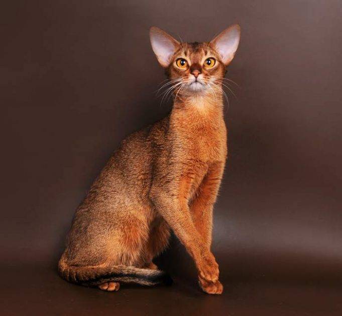 Чаузи (хауси): описание породы, фото кошки, характер и поведение, отзывы владельцев