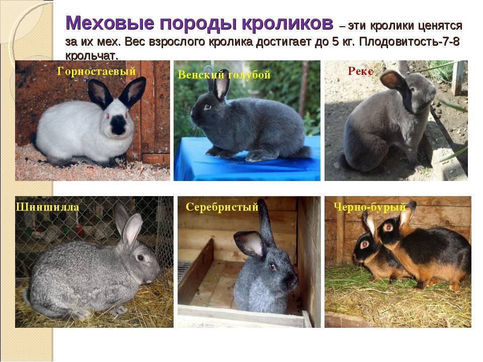 Породы кроликов: обзор видов, фото и описание