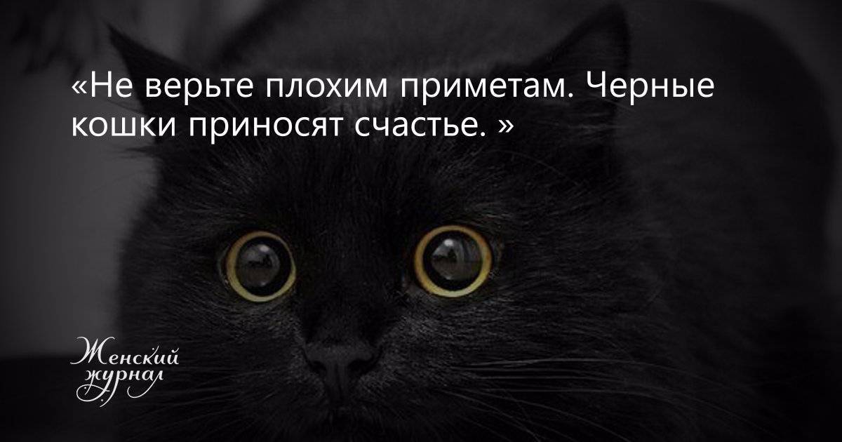 Черная кошка в доме: приметы и поверья, что означает
