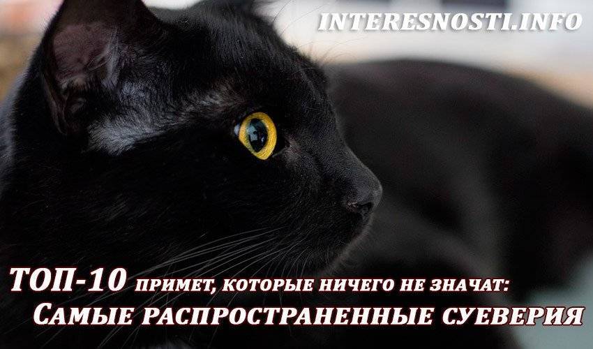 Черный кот в доме: приметы, хорошо или плохо, если приблудился или забежал