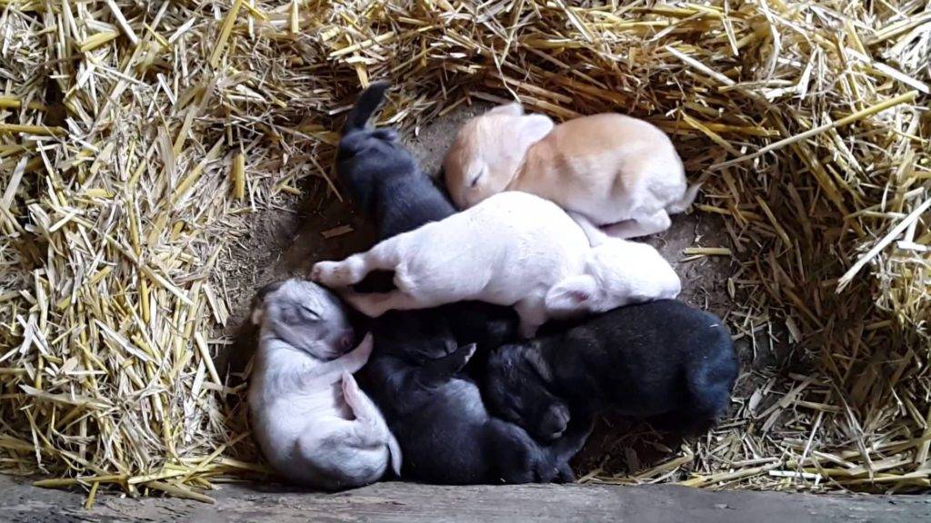 Новорожденные кролики: все об уходе за молодняком домашних животных
