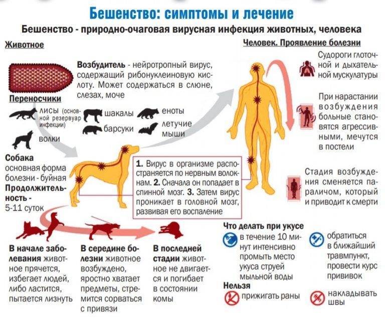 Бешенство у кошек - лечение, основные причины и симптомы