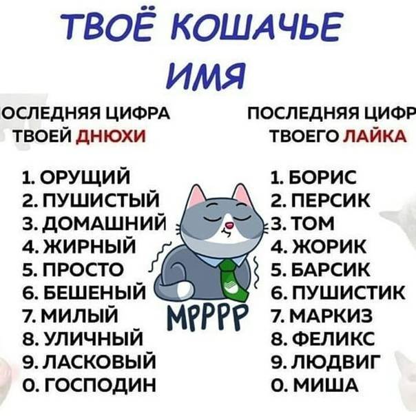 ᐉ клички для котят-мальчиков по алфавиту - ➡ motildazoo.ru