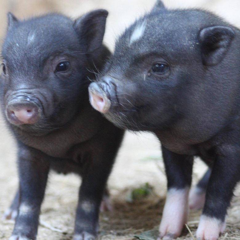 Мини-пиг: как ухаживать за карликовой свинкой в домашних условиях