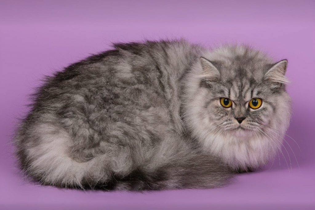 Британская длинношерстная кошка (хайлендер) | о животных города смоленска