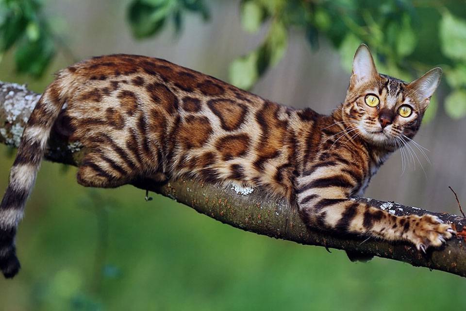 Бенгальская кошка: фото, описание породы и характера