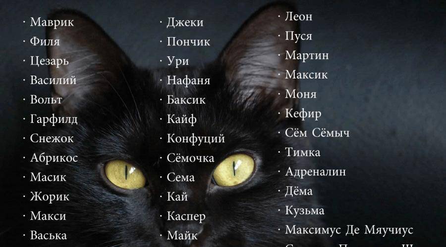 Имя для кошки с буквой с. Имя для кота мальчика. Прикольные имена для котов мальчиков. Прикольные КОИЧКИ котов малчьик. Имена для котов редкие.