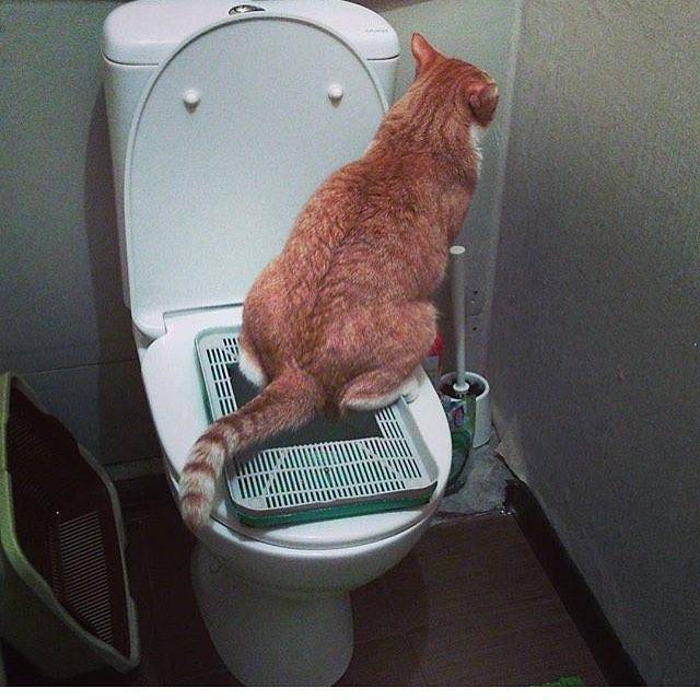 Когда котята начинают ходить в туалет самостоятельно и есть сами