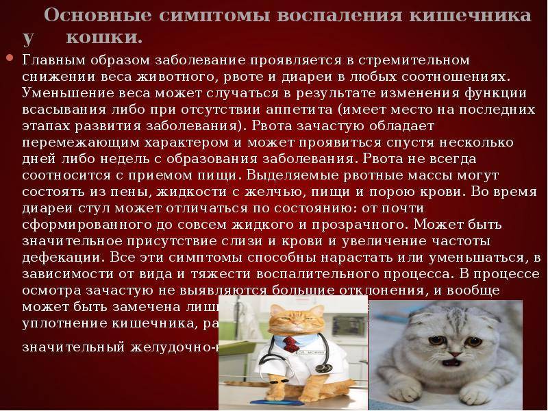 Вирусный лейкоз у кошек симптомы