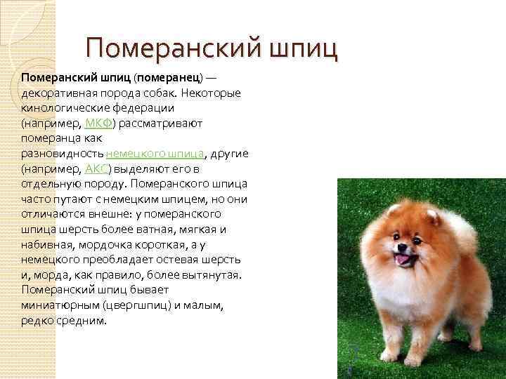 Особенности белого померанского шпица: фото собак, история появления, черты характера, правила ухода и выбор щенка
