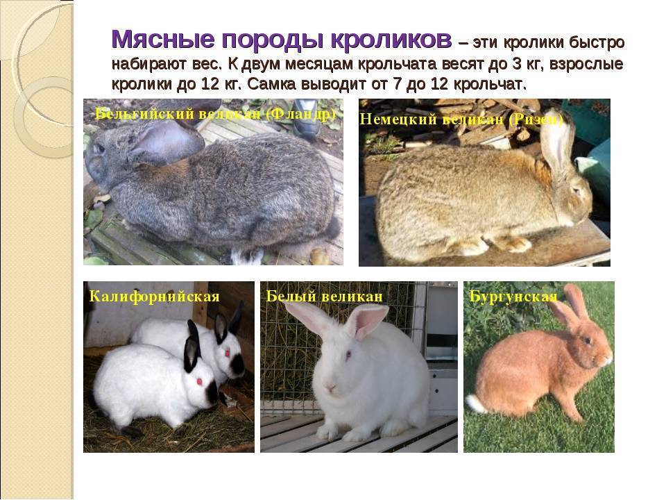 Кролики мясных пород: как выбрать кроликов которые быстро растут