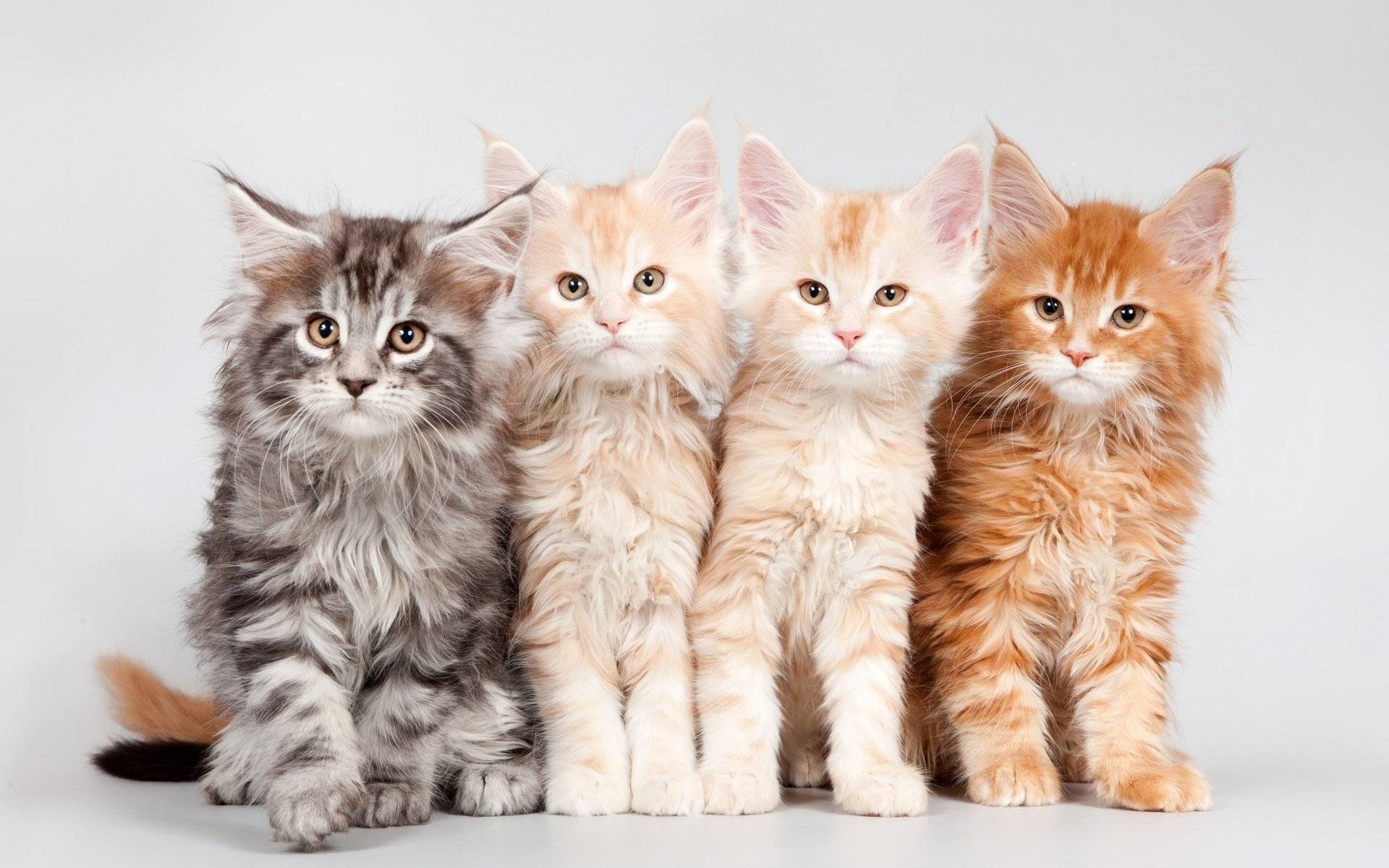 Коты породы мейн кун: описание, характер и повадки, отзывы владельцев - kotiko.ru
