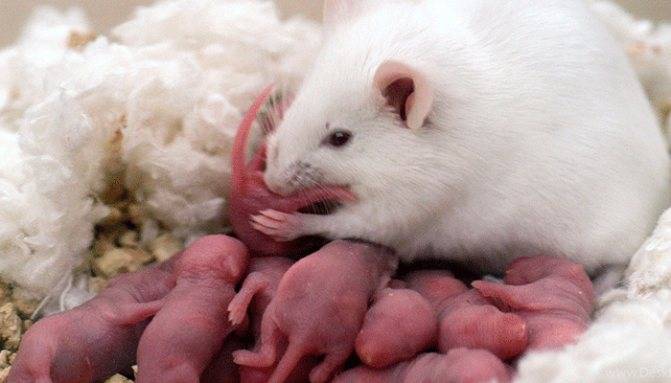 Домашняя крыса рожает: нужно ли ей помогать и как ухаживать за потомством?