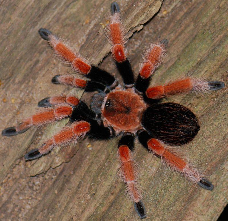 Птицеед ваганс: описание паука брахипельма