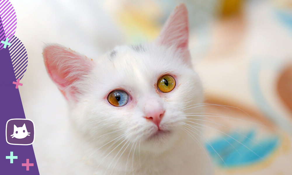 Клички кошкам с разными глазами
