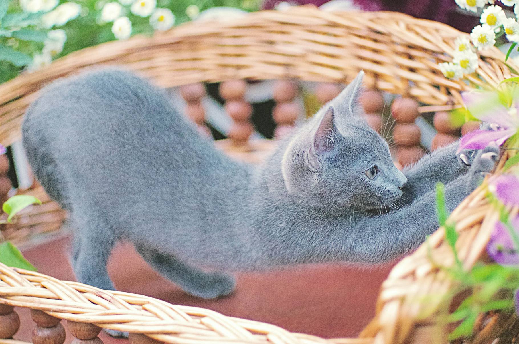 Русская голубая кошка - цена, характер породы, 33 фото - kisa.su