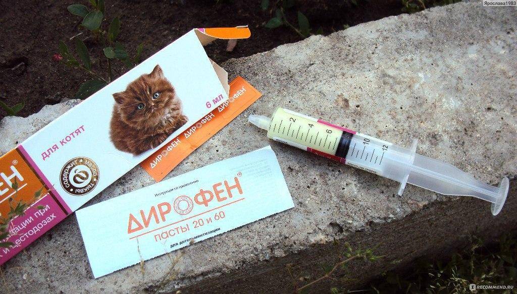 Можно ли глистогонить беременную кошку: применять таблетки и другие лекарственные средства, возможные последствия
