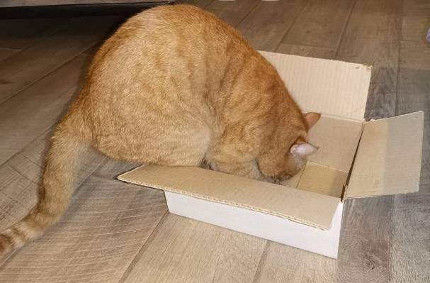 Кошки сидят в коробках и грызут пакеты – основные причины такого поведения