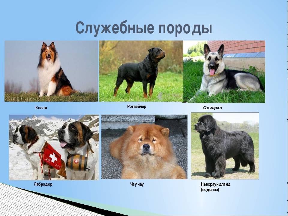 Распространенные породы собак