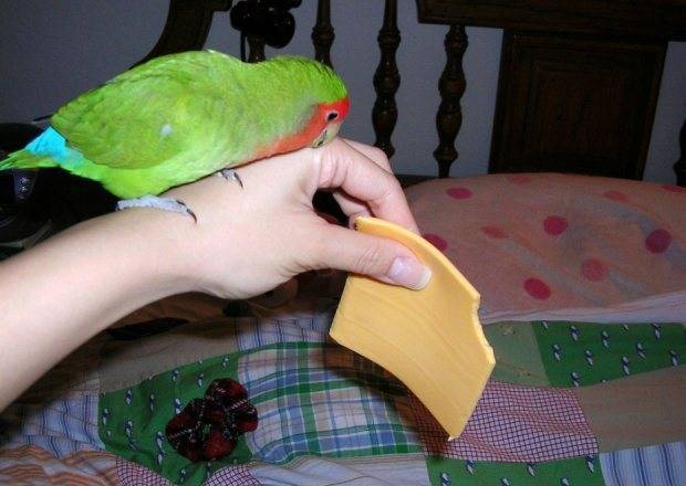 Можно ли сыр попугаю? питание тропической птички в домашних условиях
