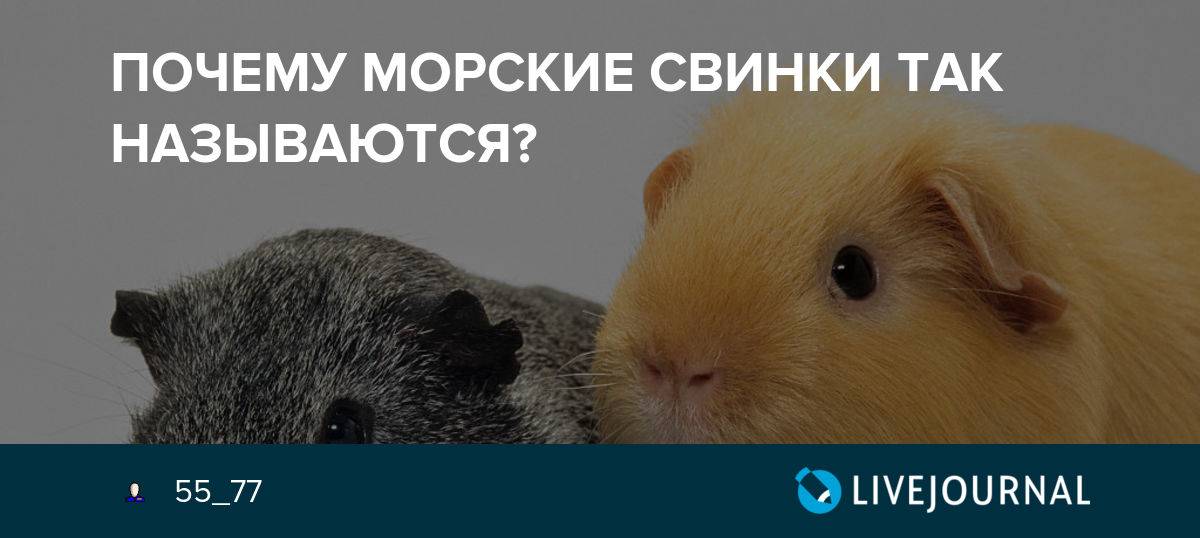 Морская свинка происхождение названия. почему морскую свинку назвали морской свинкой и откуда она появилась? любопытное происхождение названия