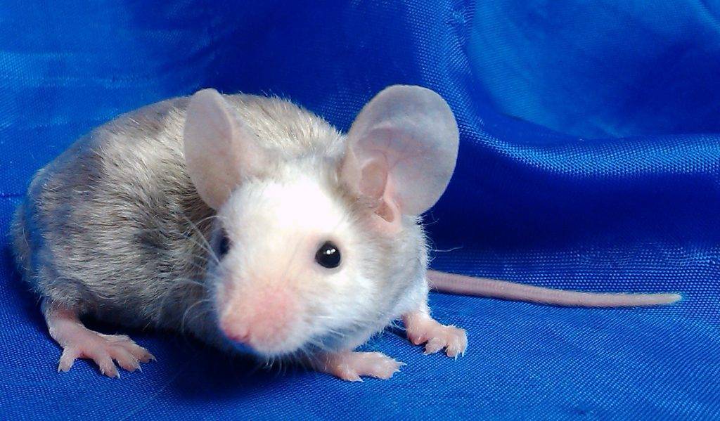 Декоративная крыса: уход и содержание, сколько живут, чем кормить и другая информация
