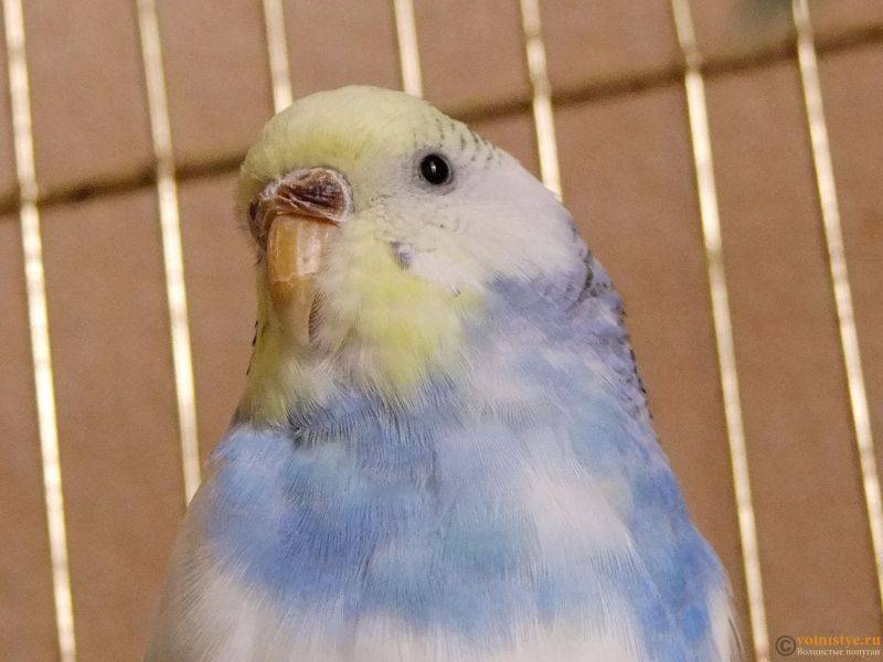 Наросты у попугаев: что означают и как их лечить