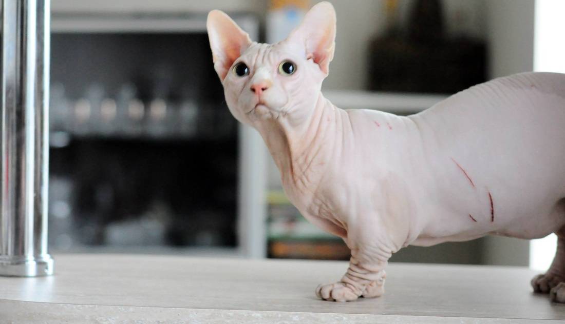 Минскин - фото и описание породы кошек (характер, уход и кормление)